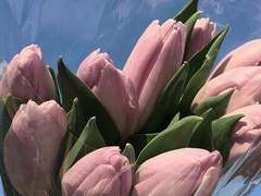 상어 그 귀여운 년?