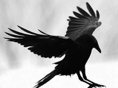 [도 연섭/ 27세 / 남성/ 재정부 ]