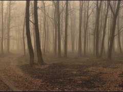 미국에서 입양으로 맺어진 형제썰 16