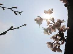 [뷔진] 꽃이 진다고 그대를 잊은 적 없다 10