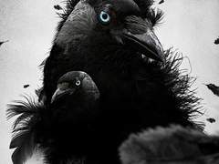 Kiss the Crow 下 (비성인)