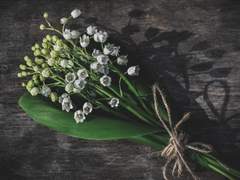 봄의 나라 이야기 01