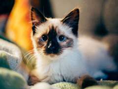 원작세계에 가게된 냥차웅들 1