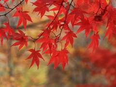 [구애] 단풍구경