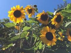 꽃들의 이야기 : 개화를 앞두고