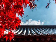 [현제유진] 번목 四