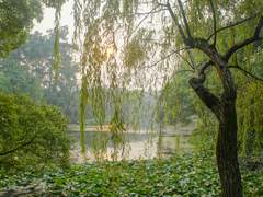 유록화홍(柳綠花紅).1