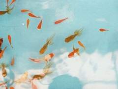 나의 투명한 금붕어