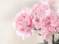 꽃이 져도 나는 너를 잊은 적 없다.