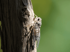 매미 소리가 들린다