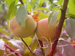 [상윤준영] Sweet Sweet