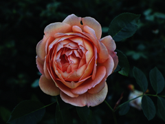 [국랩] 세상 흔한 청게물