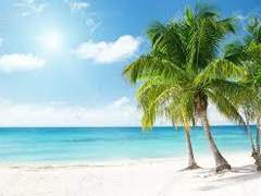 야자수 그늘 (下)