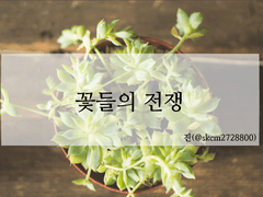 [진/캇데쿠 중심 데쿠른] 꽃들의 전쟁