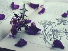 [뷔진] 꽃이 진다고 그대를 잊은 적 없다 11