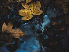 [현제유현] 나의 고단한 날에 당신은