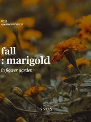 fall : marigold
