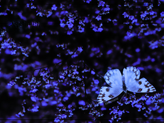 [드림/에멧히카] 심연의 나비