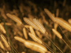 다시 한번 말한다 한들.