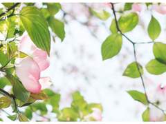 패왕별희 覇王別唏 [1]