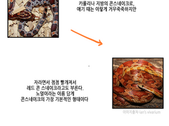 이 이상 쉬울 수 없는 콘스네이크 유전