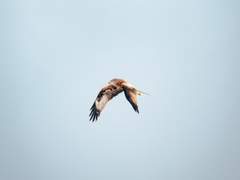 [솔세비] 불새 외전: 자유