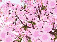 Cherry Blossom and cotton candy