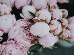 이야기 w. 피오니