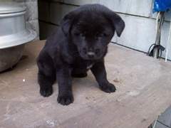 [중혁독자] 진돗개 흑구 유중혁 썰