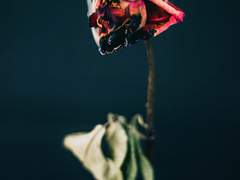 4. Wedding Anniversary