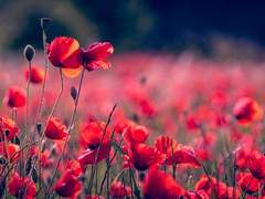 마토나토 / 花無十日紅