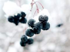 [중혁독자]부부가 된 안드로이드에게 1