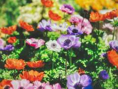 [송성] 아네모네 3