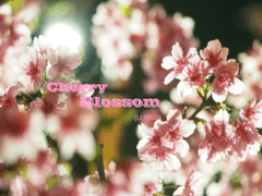 [쿠라사와] Cherry Blossom