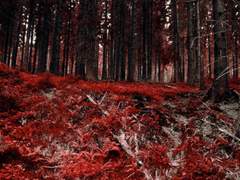 4. 兩刃之劍 : 양인지검