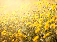 10. 連理枝 : 연리지