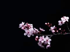 벚꽃이 흘렀던, 1