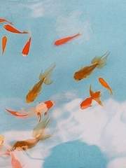 금붕어에게 인공호흡을 한들