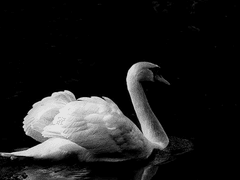 우리가 날아오를 줄 알았지