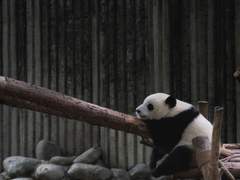 유진유현 판다와 차이나 드레스 01