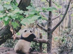 유진유현 판다와 차이나 드레스 02