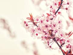 드미레아 연애 상담소