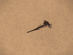 암흑기사 80레벨 잡퀘스트 번역