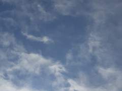 제라늄(빨강) 프로필