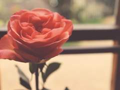 [말렉] 장미 넝쿨 담의 고양이