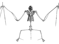 저 높고 넓은 하늘, 거기에는 크고 작은 새가 수없이 우글거리고 구름이 이리 오고 저리 가고 손수 빚으신 지즈가 있지만