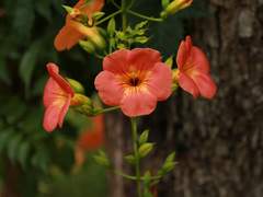 한 떨기의 능소화 上