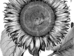 그는 감성보다는,