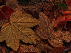 임블레스유님&왕돌 알베케일 합작글