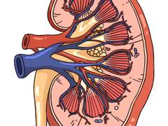 [ILLUSTRATION] 메디컬 일러스트